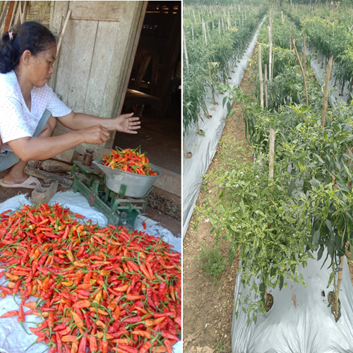 Cabai di Kauman Pagejugan