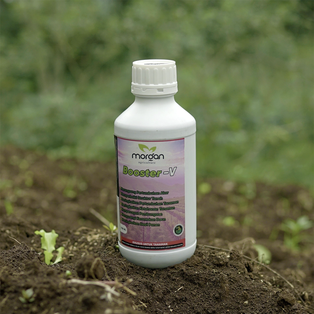 Booster-V (Morgan)